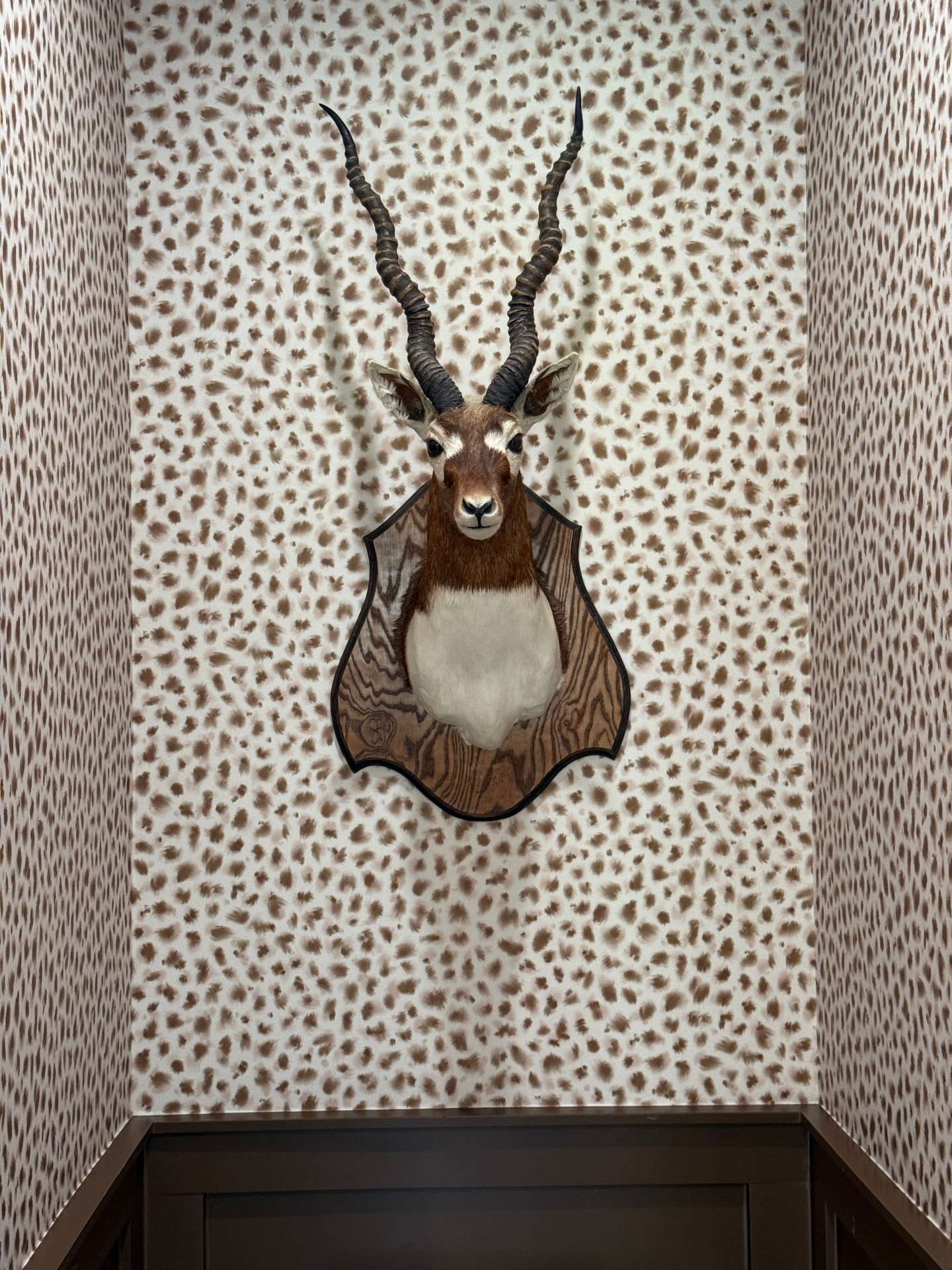 Antelope mount on cheetah-spot wallpaper in a powder room niche